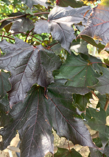 Maple, Norway, Royal Red