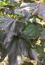 Maple, Norway, Royal Red