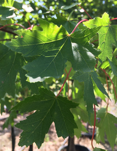Maple, Hybrid, Sienna Glen