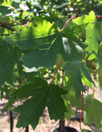 Maple, Hybrid, Sienna Glen