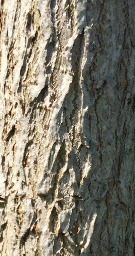 Maple, Miyabe, State Street