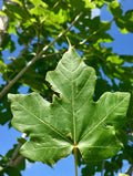 Maple, Miyabe, State Street
