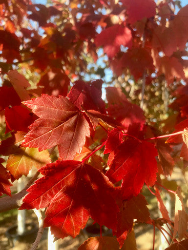 Maple, Red, Sun Valley