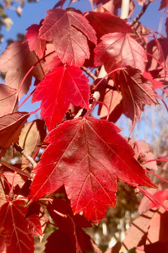 Maple, Red, Sun Valley