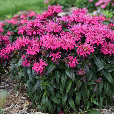 Bee Balm, Berry Taffy #1