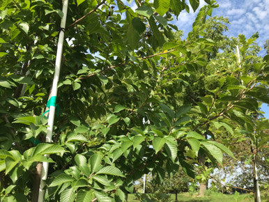 Elm, Morton Glossy/Triumph