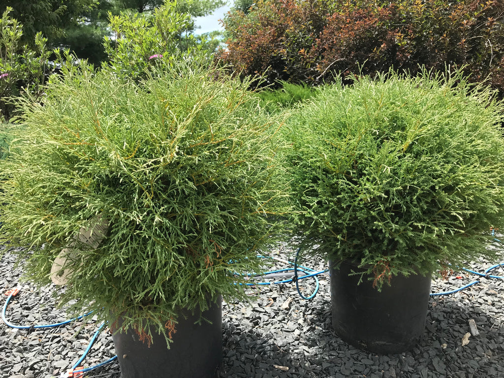 Arborvitae, Mr. Bowling Ball