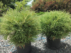 Arborvitae, Mr. Bowling Ball