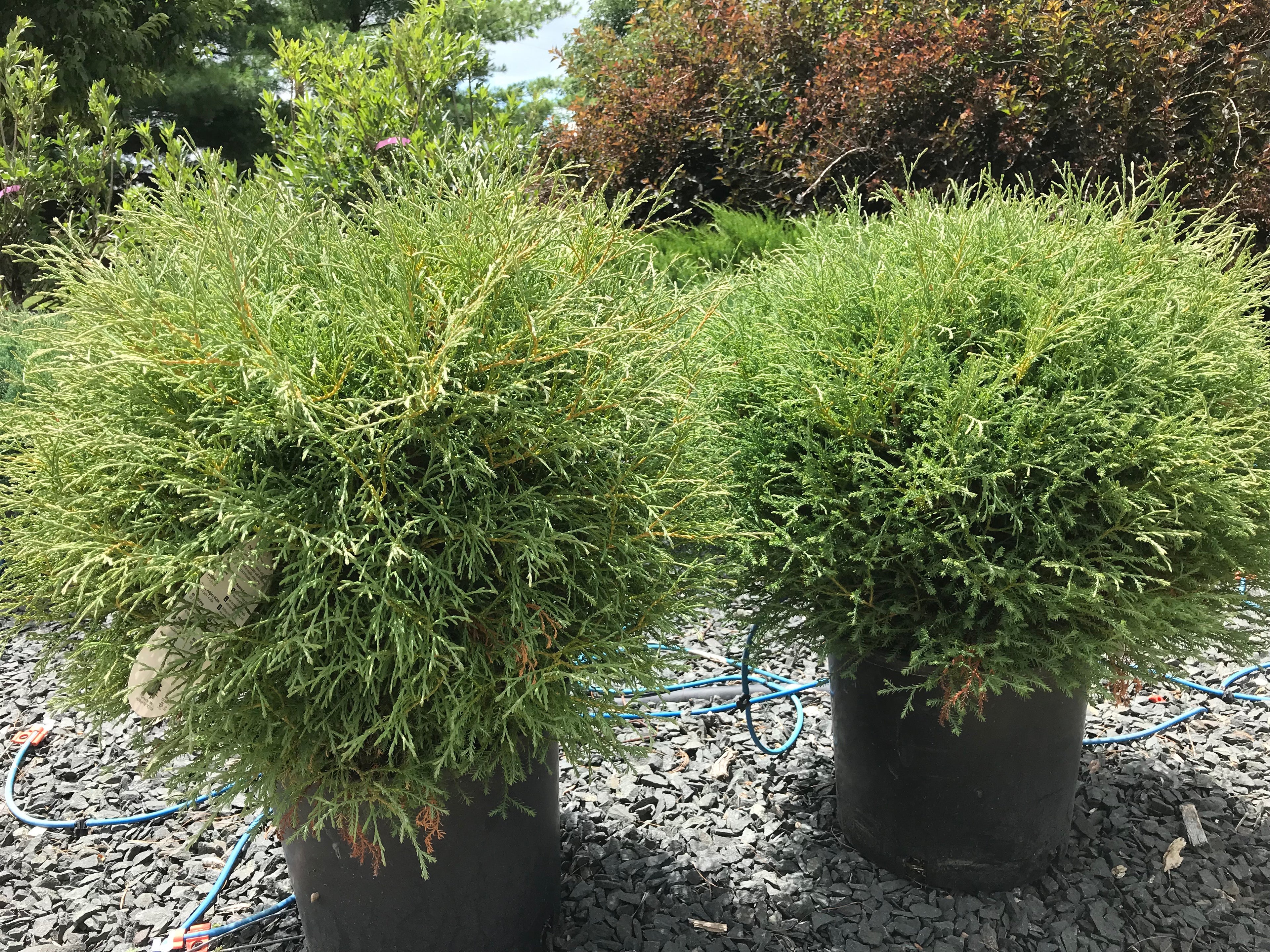 Arborvitae, Mr. Bowling Ball