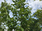 Elm, New Horizon