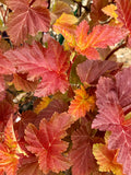 Ninebark, Amber Jubilee #3