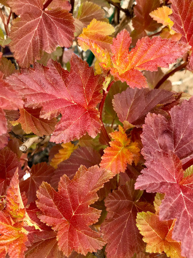 Ninebark, Amber Jubilee #3