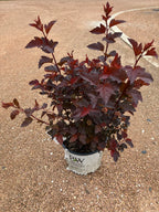 Ninebark, Ginger Wine