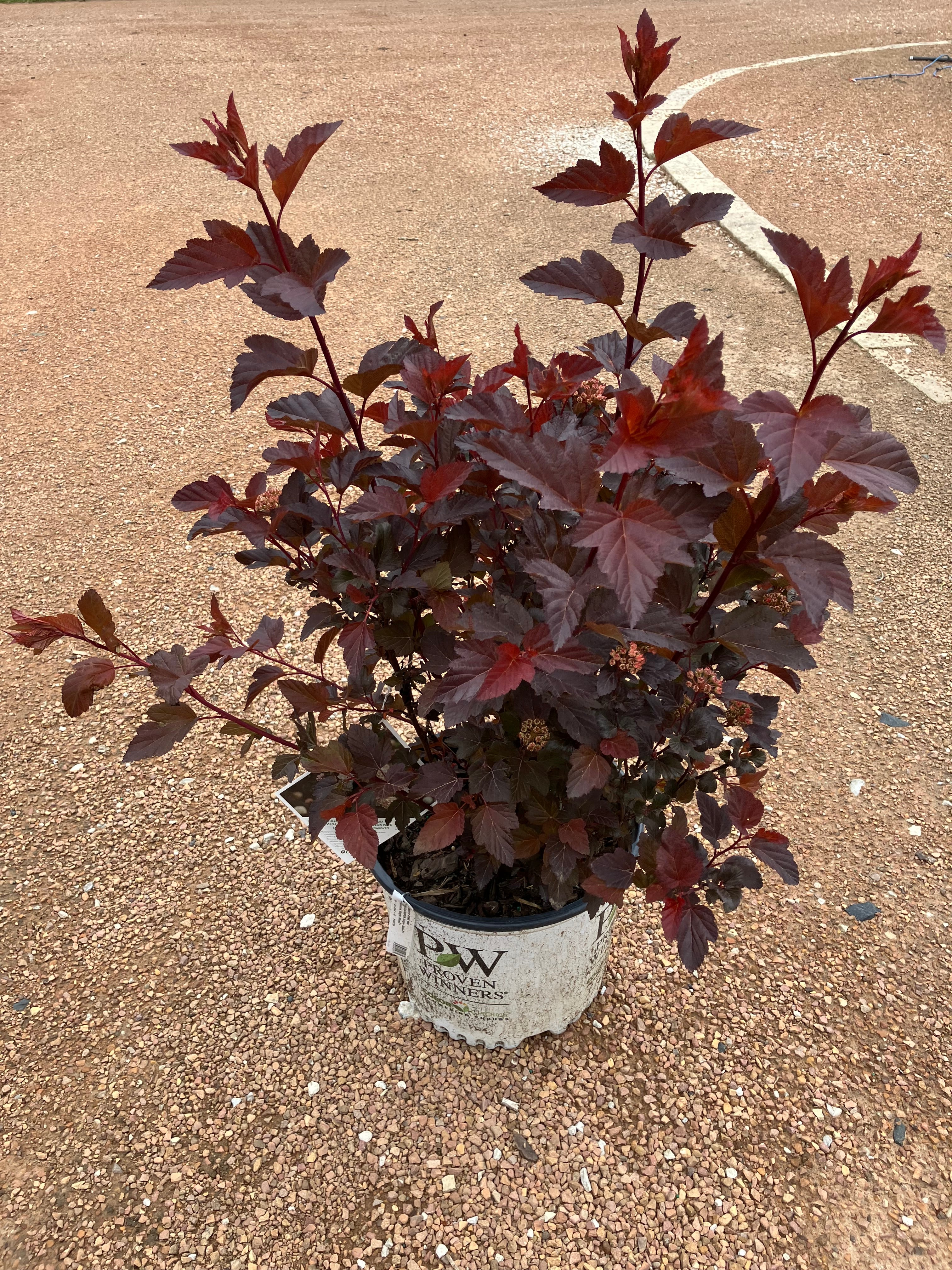 Ninebark, Ginger Wine