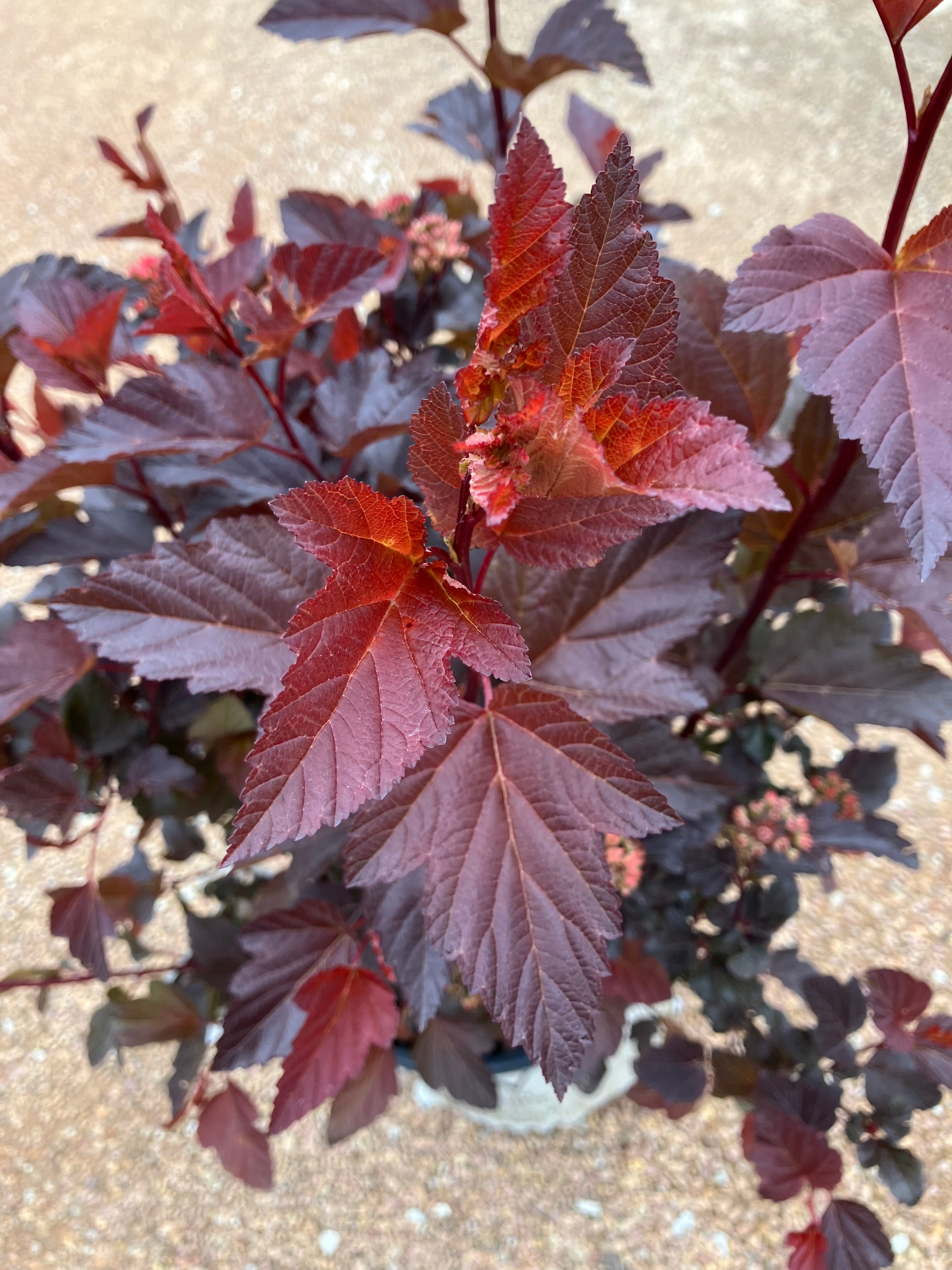 Ninebark, Ginger Wine