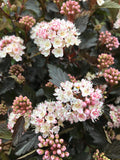 Ninebark, Summer Wine #3