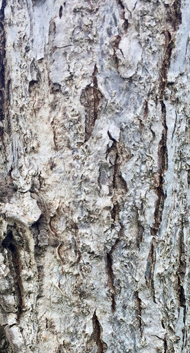 Oak, Bur