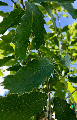 Oak, Chinkapin