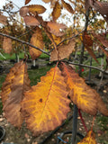 Oak, Chinkapin