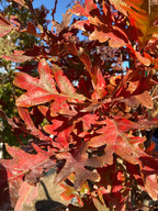 Oak, Crimson Spire