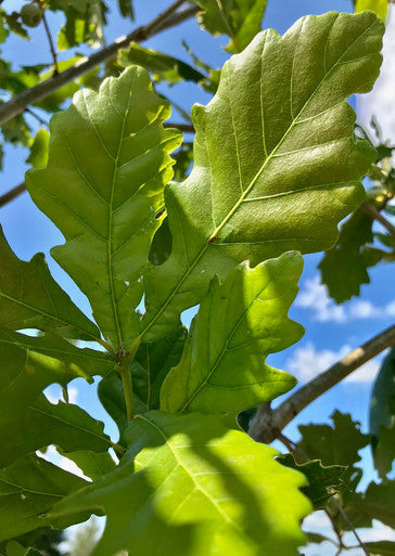 Oak, Heritage