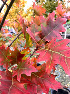 Oak, Northern Red