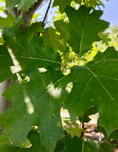 Oak, Northern Red
