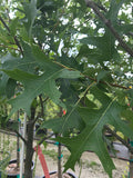 Oak, Pin, Pacific Brilliance