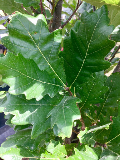 Oak, Regal Prince