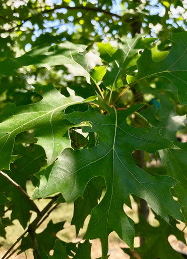Oak, Scarlet