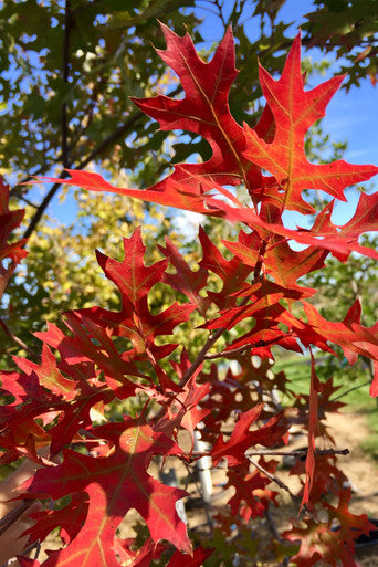 Oak, Scarlet