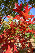 Oak, Scarlet
