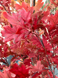 Oak, Scarlet Letter
