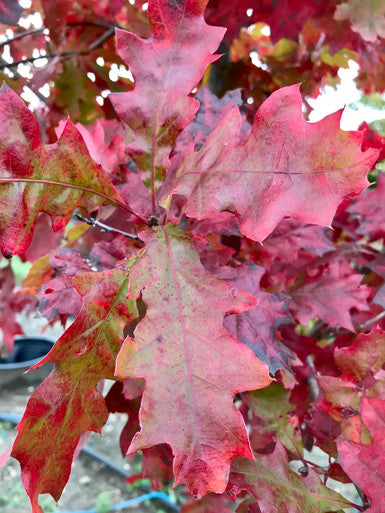 Oak, Shumard