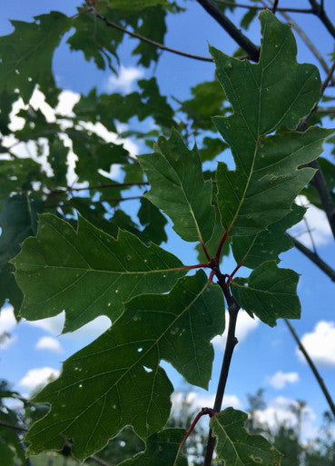 Oak, Shumard