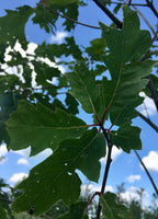 Oak, Shumard