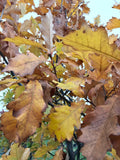 Oak, Swamp White #10