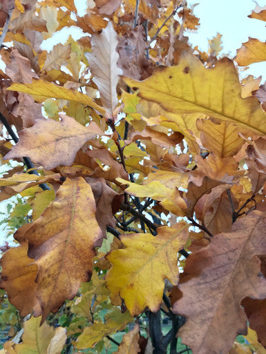 Oak, Swamp White #10