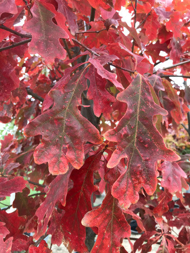 Oak, White on Bicolor