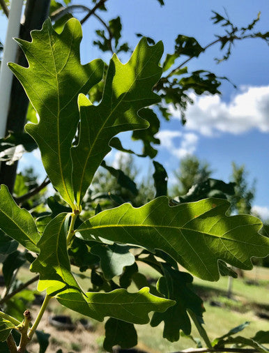 Oak, White
