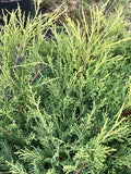 Juniper, Old Gold #5