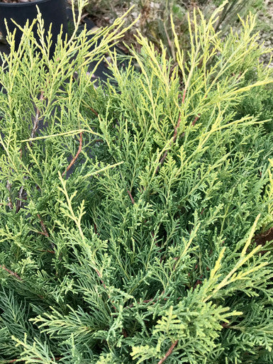 Juniper, Old Gold #5