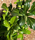 Pachysandra, Green Sheen #1