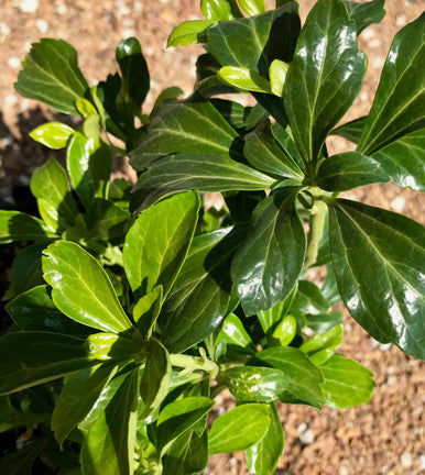 Pachysandra, Green Sheen #1