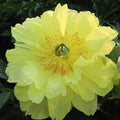 Peony, Itoh, Bartzella #3