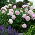 Peony, Sarah Bernhardt #2