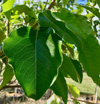 Pear, Aristocrat