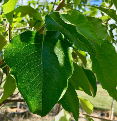 Pear, Aristocrat