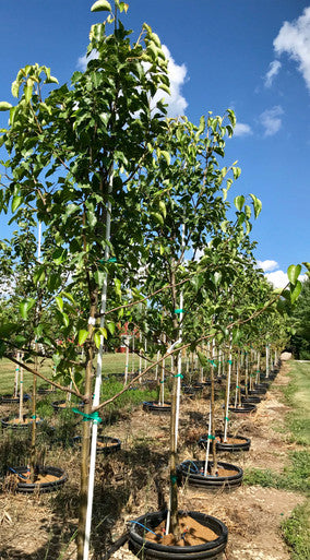 Pear, Aristocrat