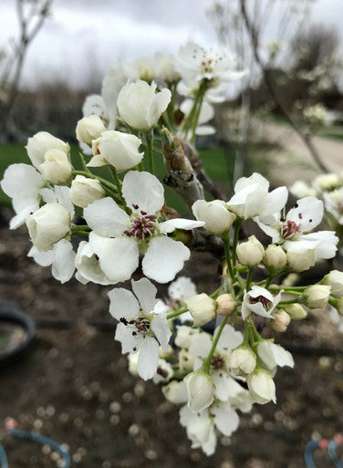Pear, Redspire